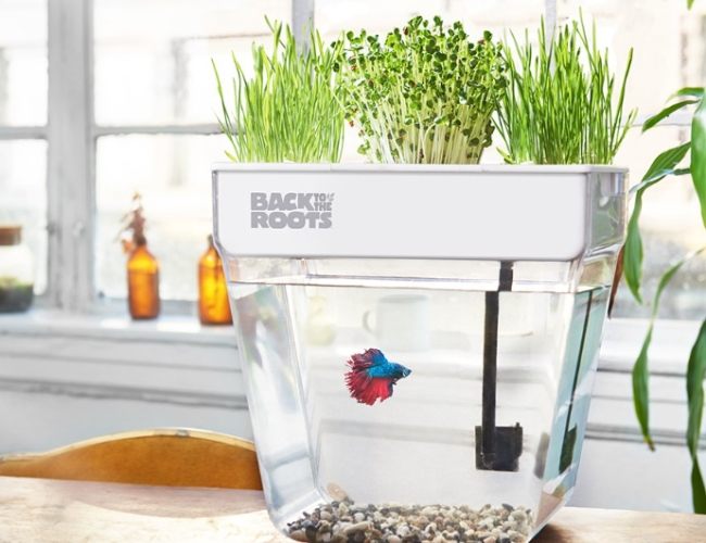 水族箱植物養護