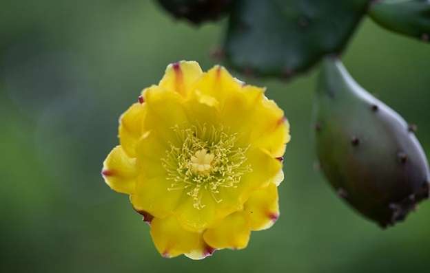 仙人掌根部護理