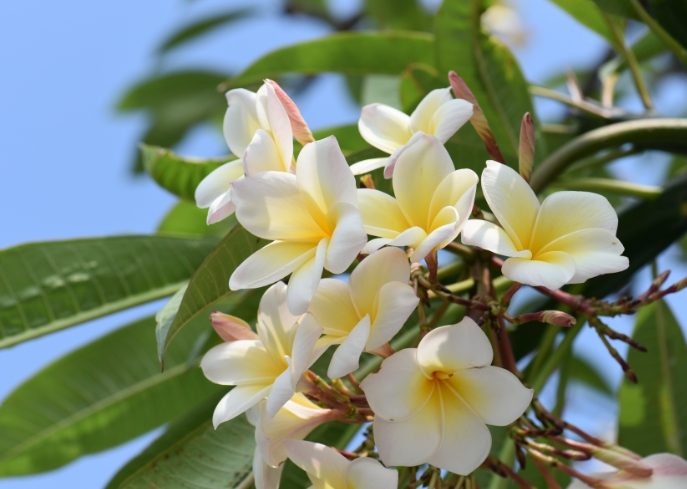 雞蛋花樹幹軟化處理