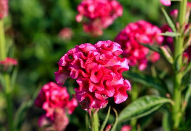 雞冠花種植方法