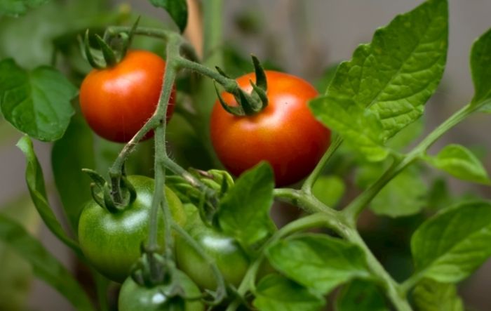 家庭種番茄