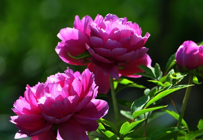 多肉植物澆水技巧