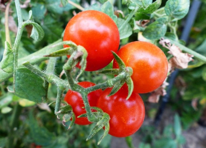 蕃茄種植