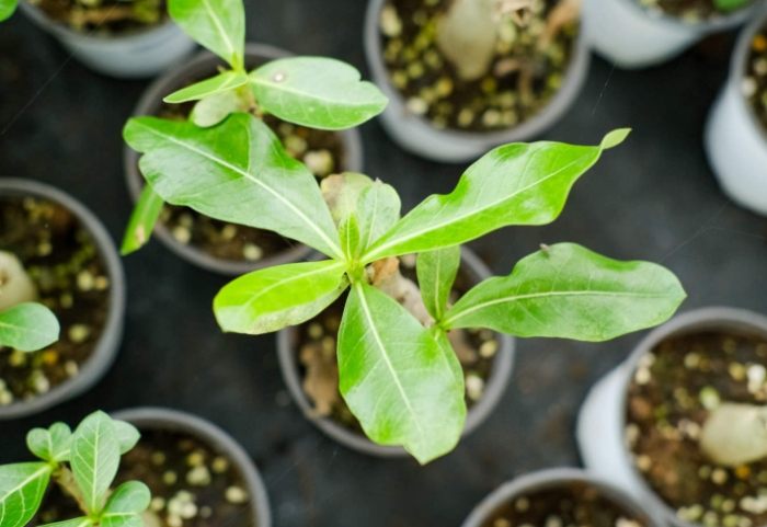 沙漠玫瑰全顆粒種植