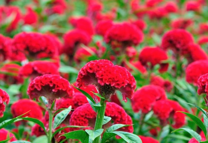 雞冠花救活方法 雞冠花救活方法