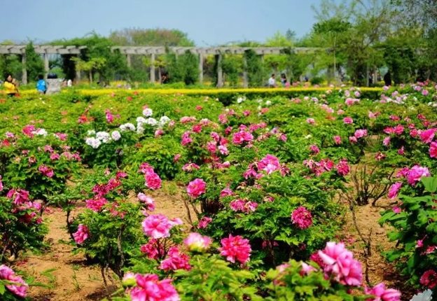 松葉牡丹種植技巧