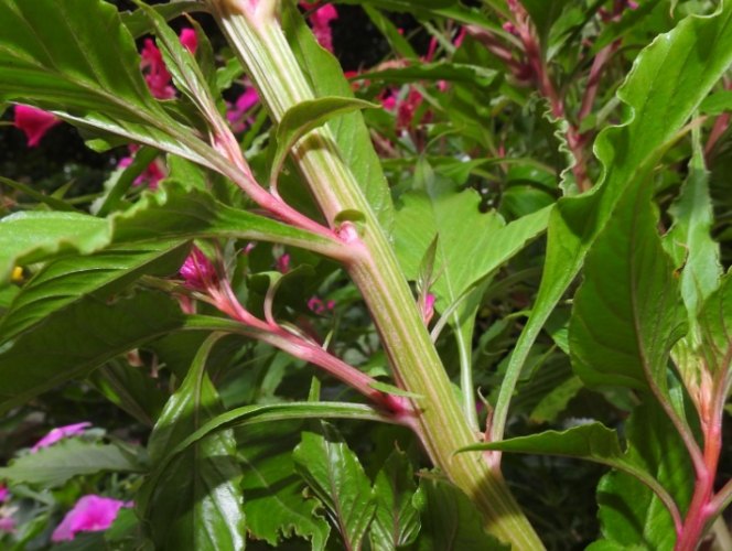 雞冠花養護方法