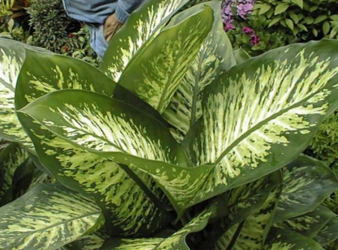 萬年青肥料推薦