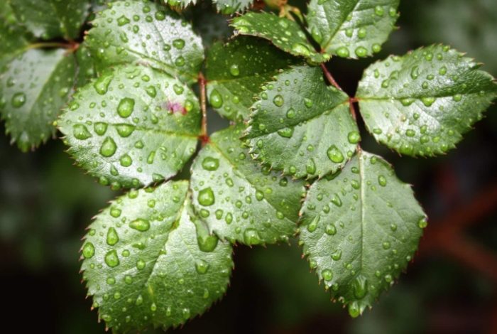 玫瑰葉子變黃原因