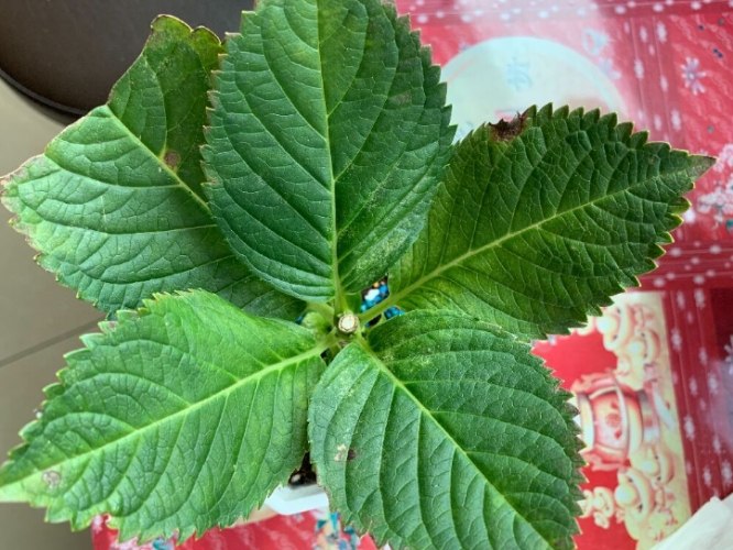 葉子尖端變黑原因 葉子尖端變黑原因