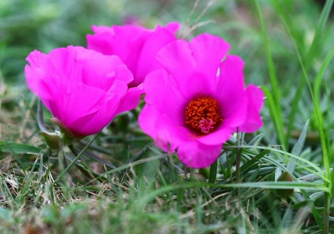 松葉牡丹種子購買