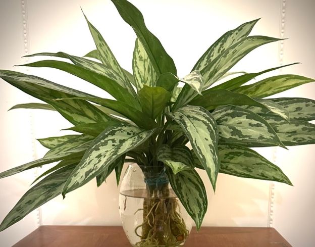 水種萬年青變黃