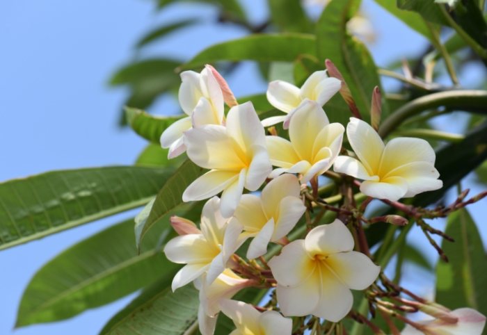 雞蛋花病害防治