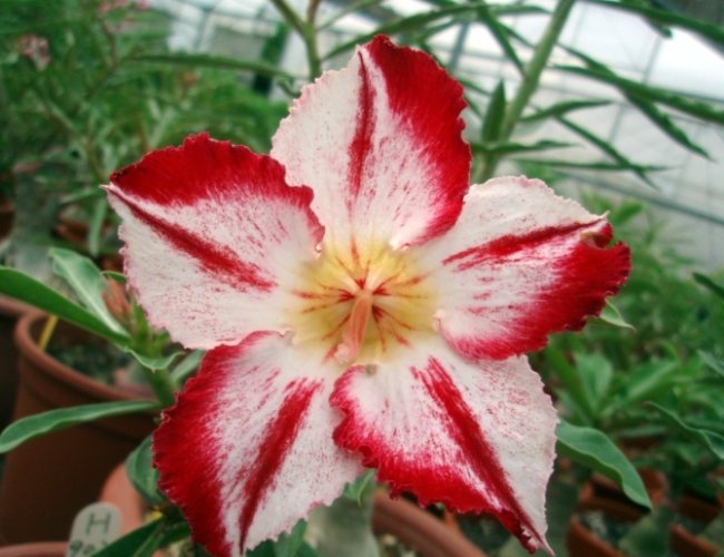 多肉植物莖幹增粗