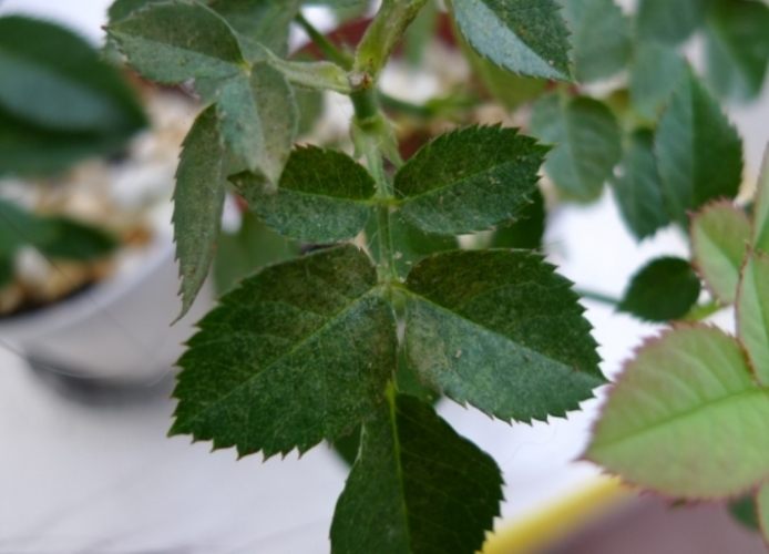 玫瑰葉子變黃預防