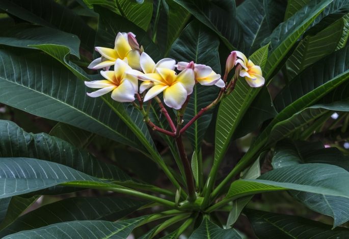 雞蛋花葉子捲曲治療