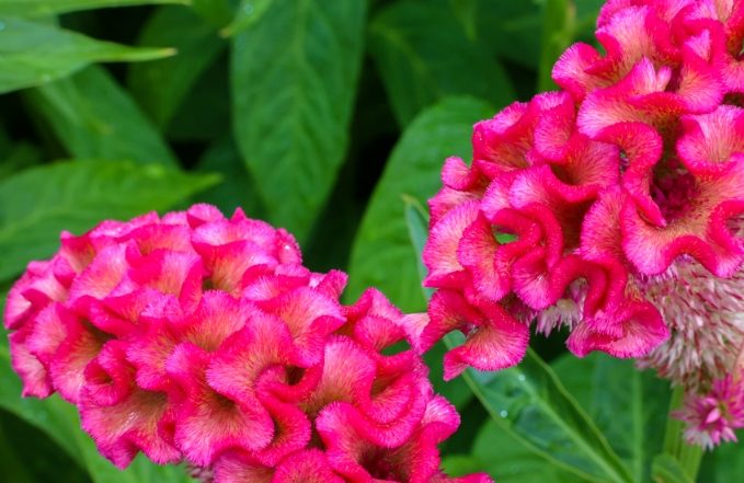 雞冠花葉子用途