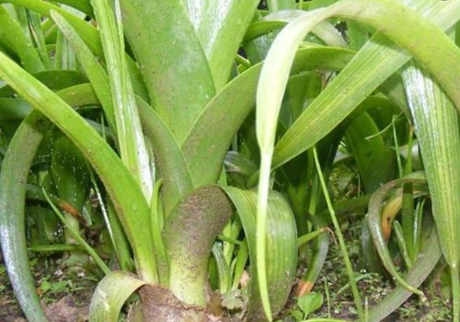 月光萬年青照顧