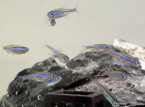 綠色觀賞魚養殖方法