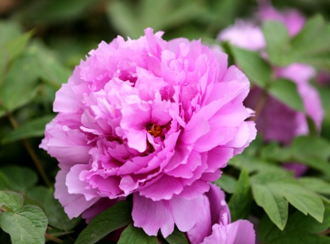 牡丹根塊發芽時間