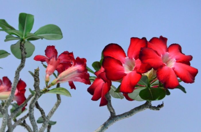 多肉植物莖幹增粗