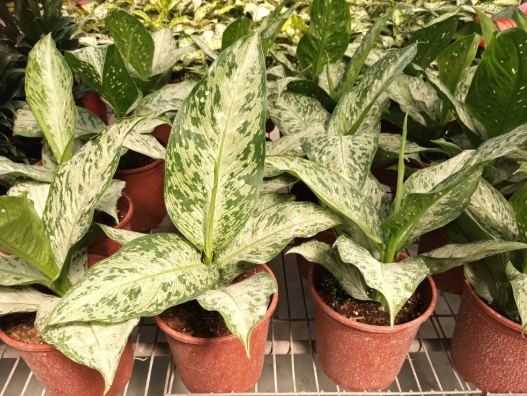 萬年青換盆方法