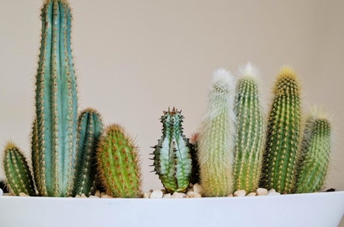 仙人掌澆水頻率