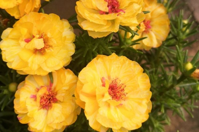 複瓣太陽花養護