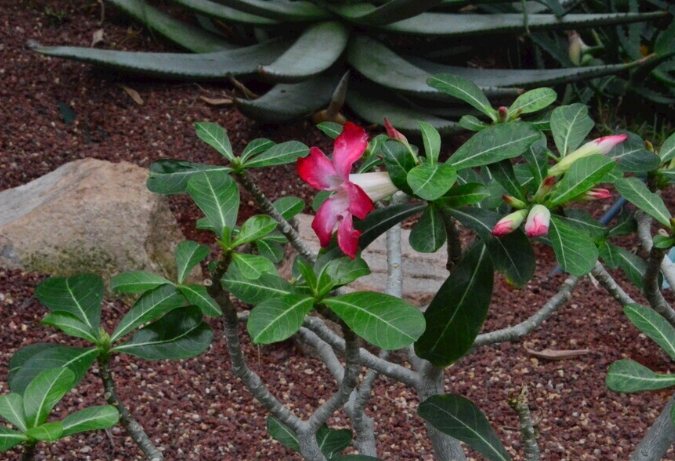 沙漠玫瑰冬季養護