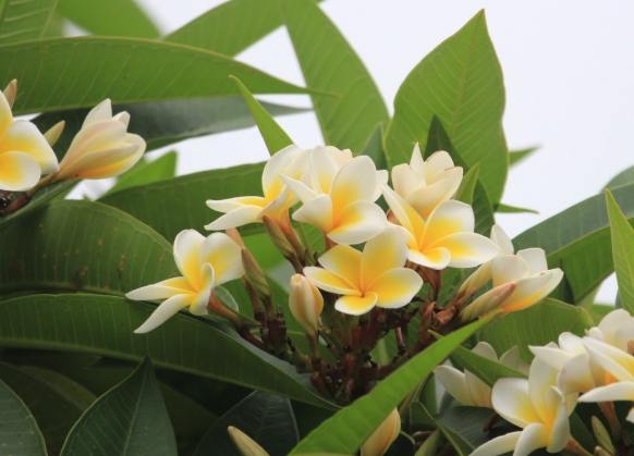 雞蛋花病害防治