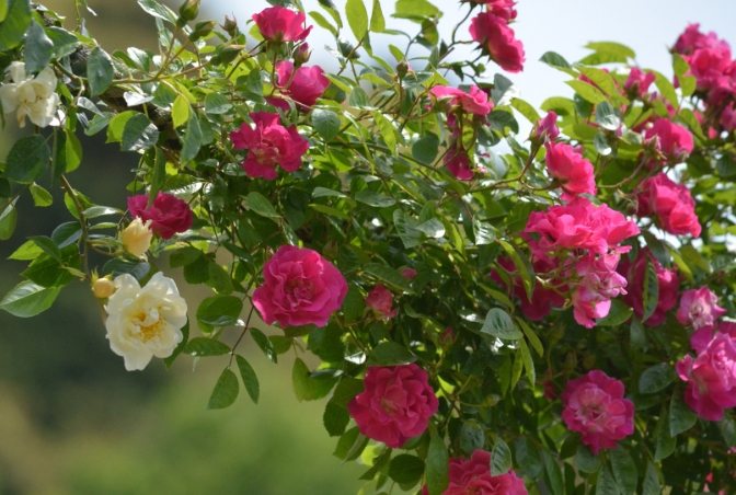 玫瑰葉子變黃預防