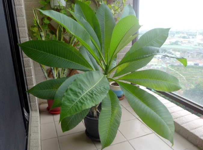 雞蛋花樹幹軟化處理