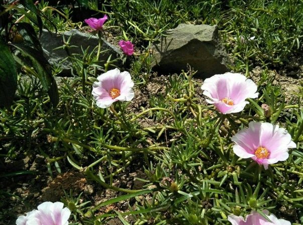 松葉牡丹種子發芽