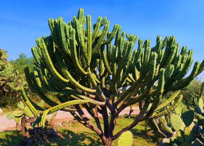 仙人掌養護技巧