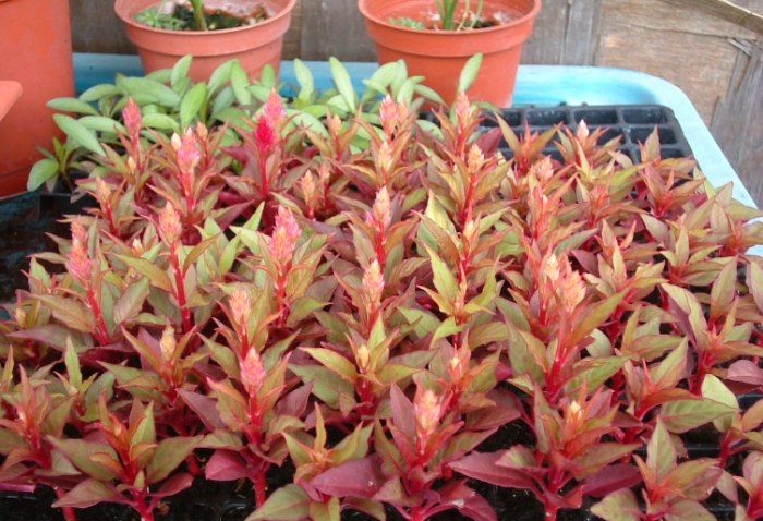 雞冠花葉子用途