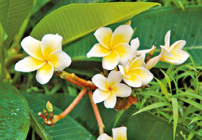 雞蛋花徒長原因 雞蛋花徒長原因