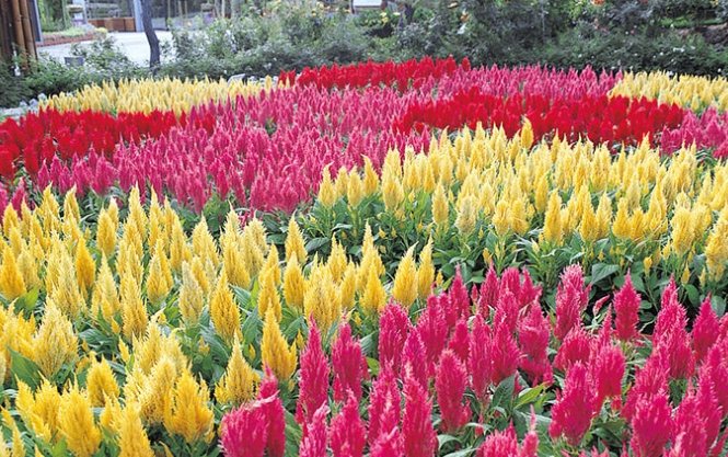 雞冠花葉子問題