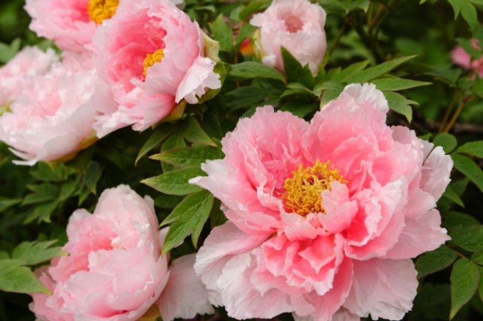 牡丹花根塊種植技巧