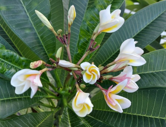 雞蛋花葉子變黃