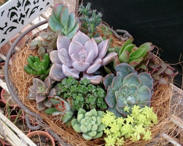 多肉盆栽設計