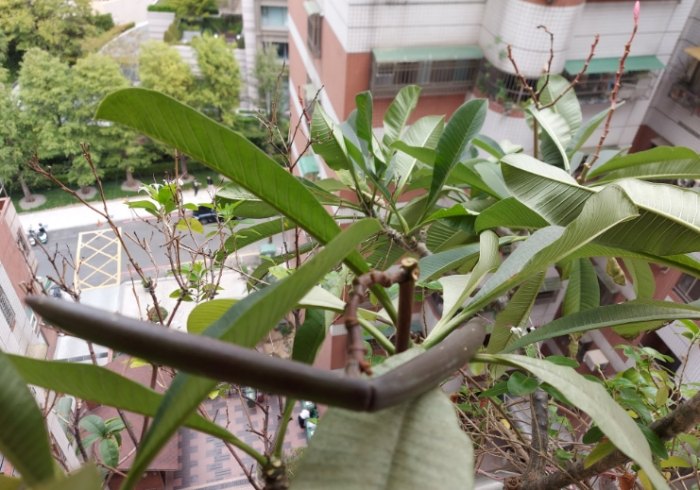 雞蛋花養護技巧 雞蛋花養護技巧