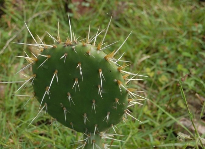 仙人掌病害防治