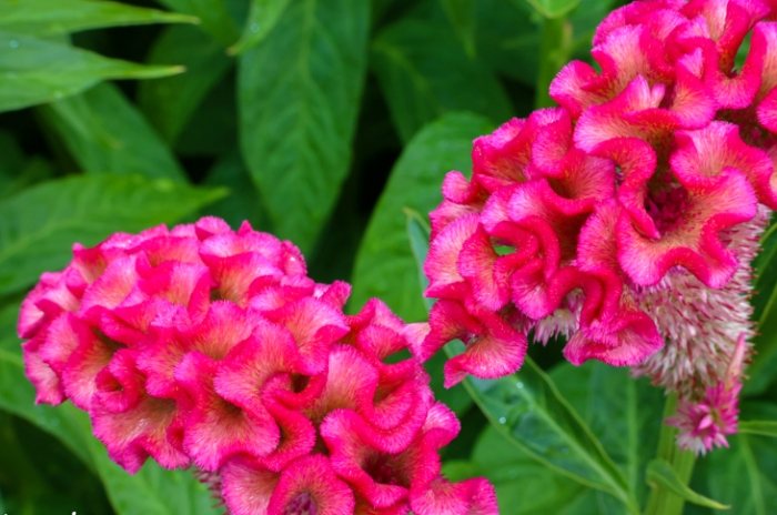 雞蛋花香水品牌 雞蛋花香水品牌