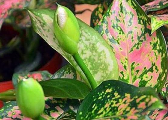 萬年青施肥頻率