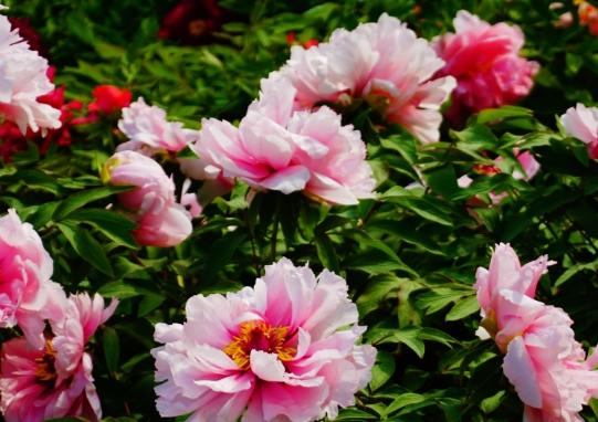 松葉牡丹種植技巧