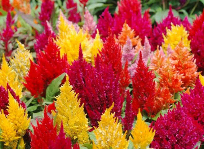 雞蛋花香調特色 雞蛋花香調特色