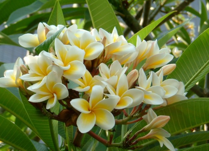 雞蛋花樹幹軟化處理