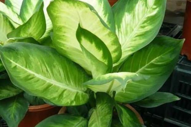 萬年青施肥頻率