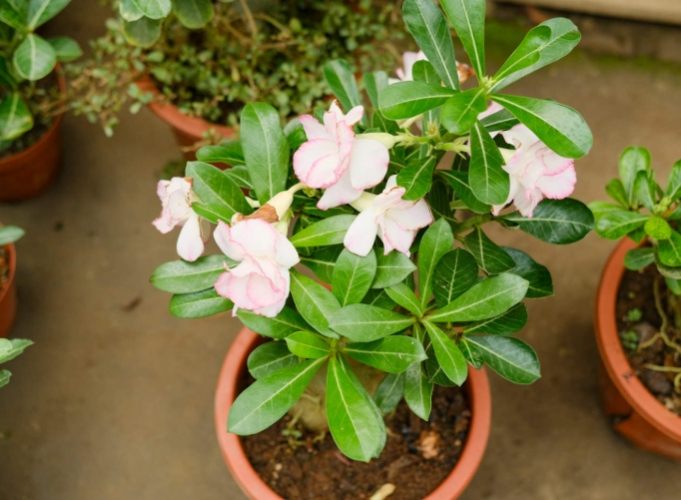 沙漠玫瑰冬季養護