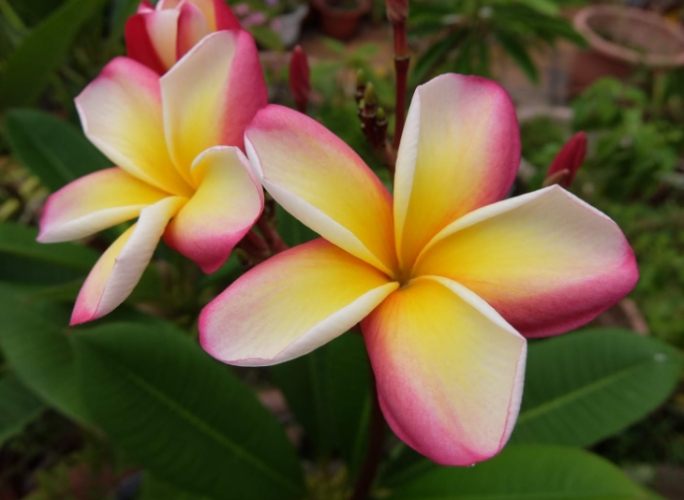 雞蛋花葉子變黃